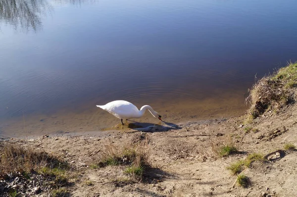 Cisne Wuhlesee Kaulsdorf Berlim — Fotografia de Stock