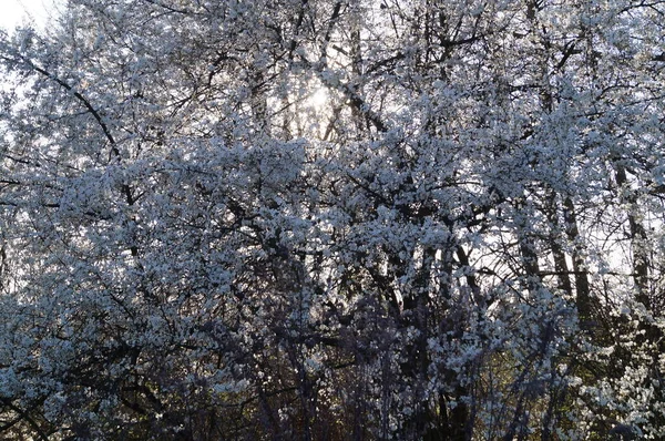 Los Árboles Que Florecen Primavera Berlín Alemania — Foto de Stock