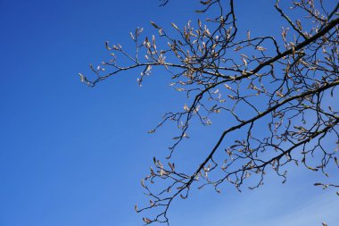 Baharda çiçek açan ağaç. Amelanchier lamarckii.