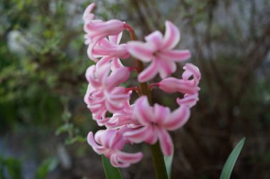 Bahçede pembe sümbül. Berlin.