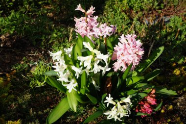 Bahçede kırmızı, pembe ve beyaz sümbüller var. Berlin, Almanya