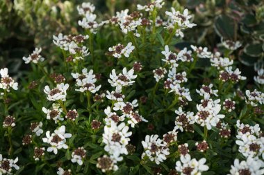  İberis. Bahçeye bahar geldi. Berlin.