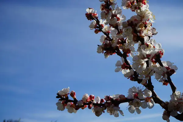 Blooming Tree Spring Columnar Apricot Sweety — Stock Photo, Image
