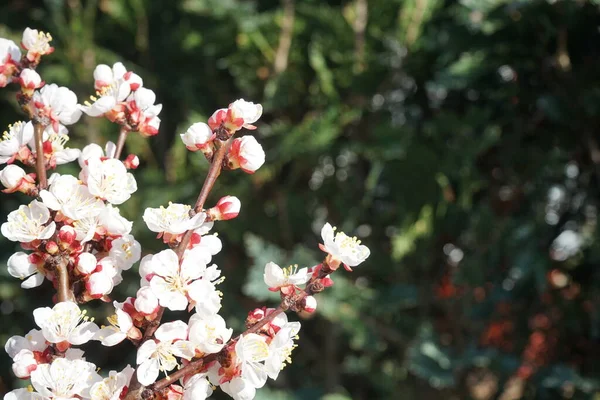 Baharda Çiçek Açan Ağaç Sütun Kayısı Sweety — Stok fotoğraf