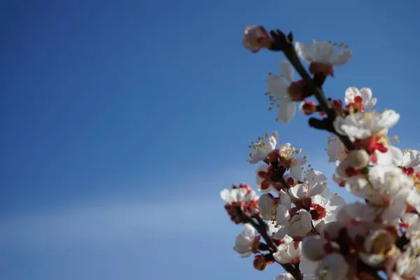 Blooming Tree Spring Columnar Apricot Sweety — Stock Photo, Image