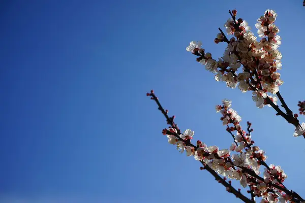 Blooming Tree Spring Columnar Apricot Sweety — Stock Photo, Image