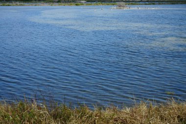   Küba 'daki Amerikan Kahverengi Pelikanları. Cayo Santa Maria.