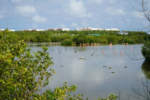 American Brown Pelicans Pink Flamingos Cuba Cayo Santa Maria Cuba — Foto Stock