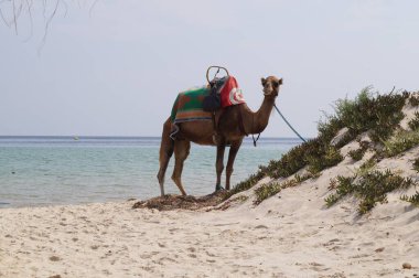 Tunus 'ta sahilde deve.