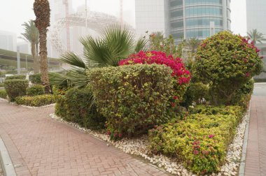 Birleşik Arap Emirlikleri 'ndeki muhteşem bitkiler. Şehirdeki park dinlenme alanı. Dubai.
