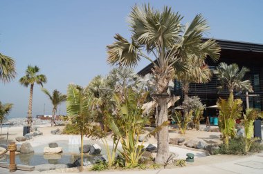 Birleşik Arap Emirlikleri 'ndeki muhteşem bitkiler. Şehirdeki park dinlenme alanı. Dubai.