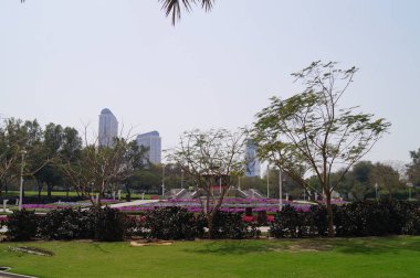 Birleşik Arap Emirlikleri 'ndeki muhteşem bitkiler. Şehirdeki park dinlenme alanı. Dubai.