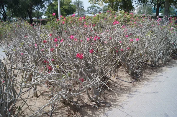 Magnificent Plants United Arab Emirates Park Recreation Area City Dubai — Stock Photo, Image