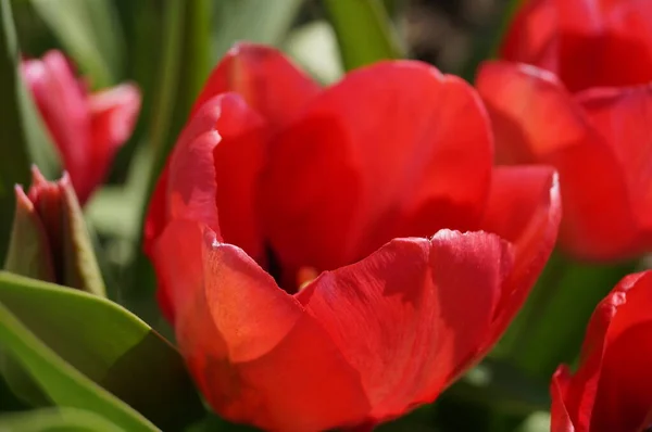 Красные Тюльпаны Саду Берлин Германия — стоковое фото