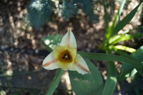Tulipa Inflamada Jardim Berlim Alemanha — Fotografia de Stock