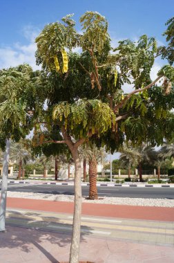 Al-Marjan Adası 'ndaki otoyolun yanında küçük bir taç ve uzun meyveli bir ağaç. Birleşik Arap Emirlikleri