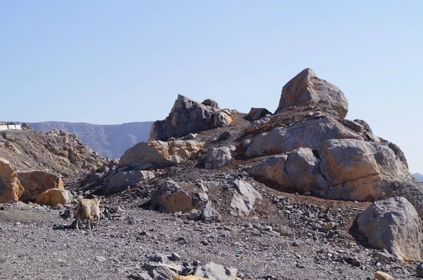 Ένα Υπέροχο Ορεινό Τοπίο Βουνά Στερούνται Βλάστησης Βουνά Χατζάρ Ομάν — Φωτογραφία Αρχείου