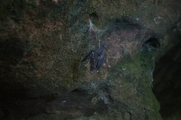 Morcego Caverna Caverna Lolthun Língua Maia Uma Pedra Flor Uma — Fotografia de Stock