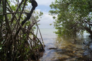 Ormandan güzel bir manzara. Tulum, Quintana Roo, Meksika 'daki tropik sahil.