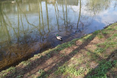 Wuhle Nehri 'ndeki vahşi ördek. Berlin, Almanya.