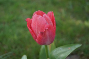  Bahçedeki kırmızı lale. Berlin, Almanya