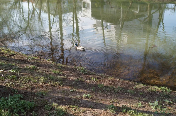 Pato Selvagem Wuhle River Berlim Alemanha — Fotografia de Stock