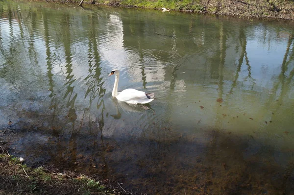 Schwan Der Wuhle Berlin Deutschland — Stockfoto