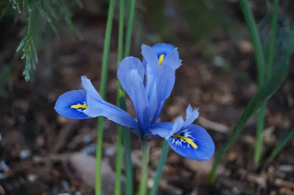 Gyönyörű Iris Reticulata Alida Kertben Berlin Németország — Stock Fotó