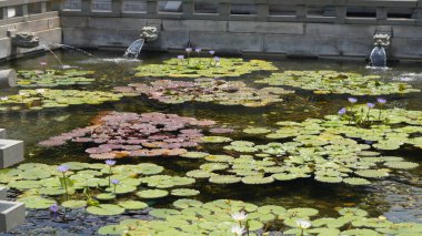 Park dinlenme alanında su zambakları olan yapay gölet. Hong Kong, Çin