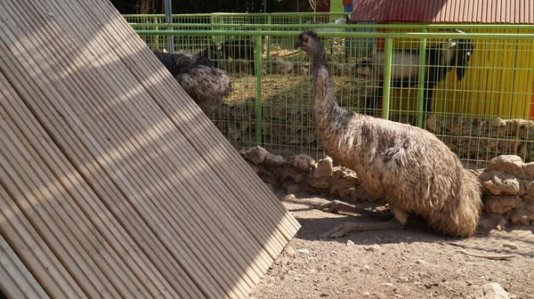 Strauß Utopia Park Bahan Israel — Stockfoto