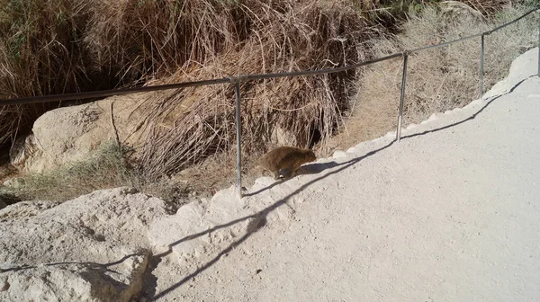 Rock Hyrax Gedi Ein Gedi Ist Eine Oase Und Ein — Stockfoto