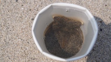 Japonya, Tottori 'de Sakaiminato sahilinde bir kovada denizyıldızı..