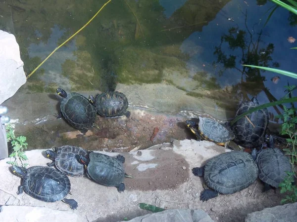 Las Tortugas Descansan Las Rocas Junto Estanque Trieste Italia —  Fotos de Stock