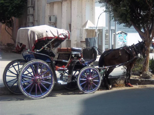 Лошадь Повозкой Улице Луксоре Египет — стоковое фото