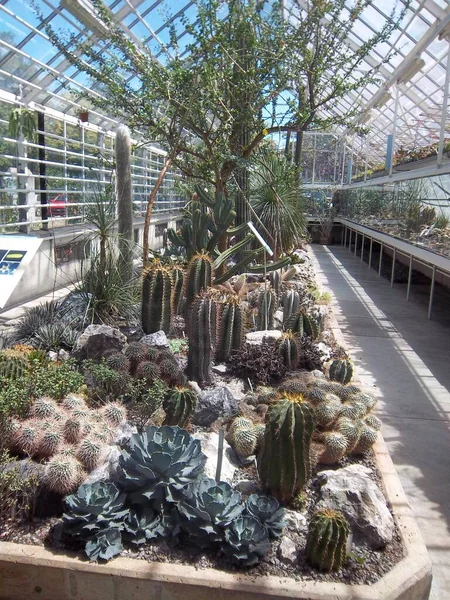 Csodálatos Kaktuszok Zürichben Svájcban — Stock Fotó