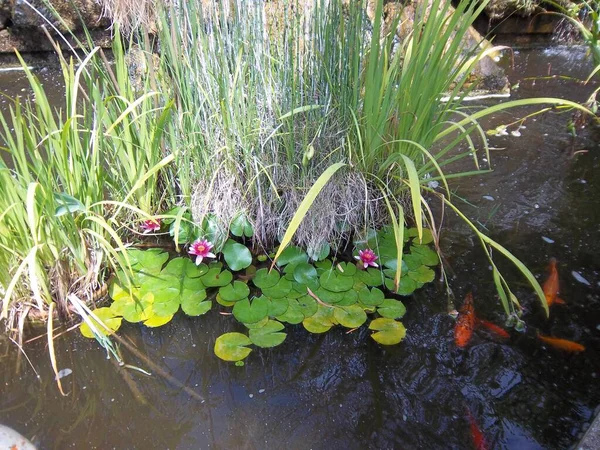 Fische Teich Nizza Frankreich — Stockfoto