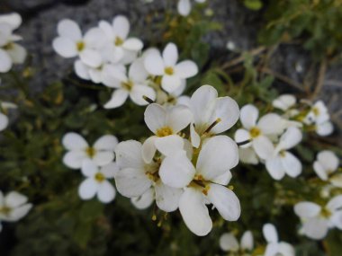 Saxifraga bahçede. Berlin, Almanya