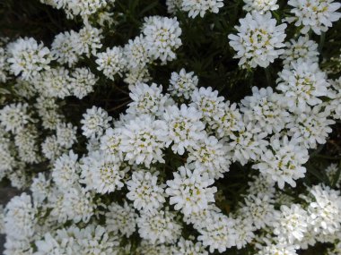 İberis, genellikle şeker tohumu olarak da bilinir, Brascaceae familyasına ait çiçekli bir bitki cinsidir. Berlin, Almanya.