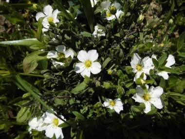 Saxifraga bahçede. Berlin, Almanya