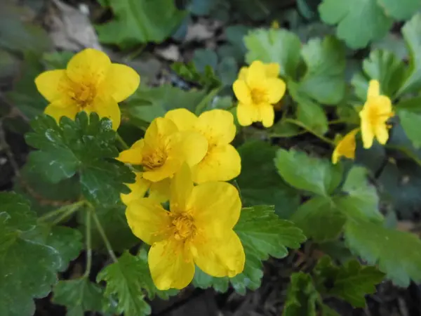 테이니아 Waldsteinia Waldsteinia Ternata 아목에 일종이다 베를린 — 스톡 사진