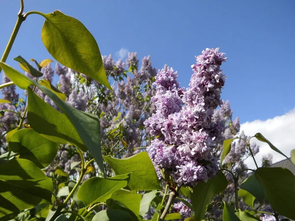 Syringa vulgaris, lilac or common lilac, is a species of flowering plant in the olive family Oleaceae. Berlin, Germany