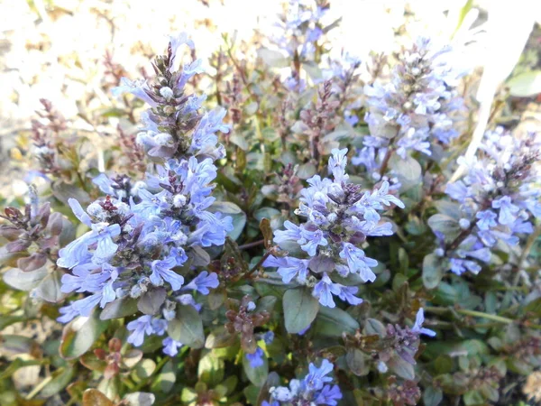 Ajuga Reptans Una Pianta Erbacea Fiore Della Famiglia Delle Menta — Foto Stock