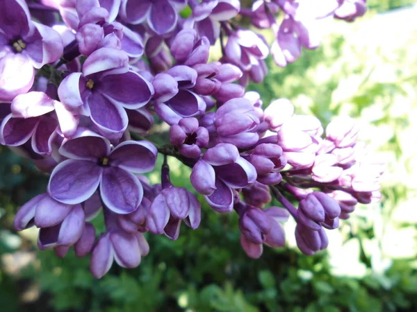 Real Highlight Garden Precious Lilac Sensation Its Purple Purple Flowers — Stock Photo, Image