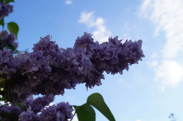 Syringa vulgaris, lilac or common lilac, is a species of flowering plant in the olive family Oleaceae. Berlin, Germany