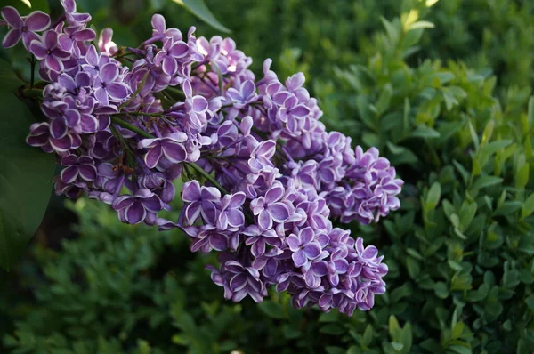 A real highlight for the garden is the precious lilac \'Sensation\'. Its purple to purple flowers are framed in silvery white, which creates a striking color contrast. Its broad oval leaves are pointed and fresh green. Berlin, Germany