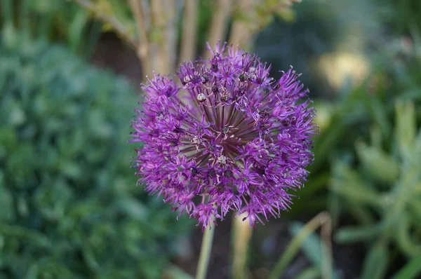 Allium Aflatunense Purple Sensation Een Indrukwekkende Sierui Die Indruk Maakt — Stockfoto