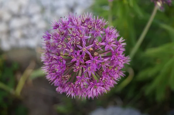 Allium Aflatunense Purple Sensation Imponerande Prydnadslök Som Imponerar Med Sina — Stockfoto