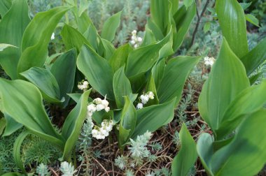 Vadideki Zambak, Convallaria Majalis son derece zehirli bir orman bitkisidir. Tatlı kokulu, kolsuz, çan şeklinde, bahar aylarında püsküren beyaz çiçekleri vardır. Berlin, Almanya