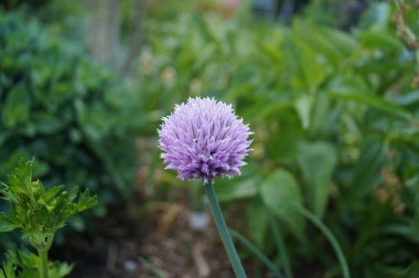 Soğan, Allium cinsinin en yaygın olarak yetiştirilen türüdür. Berlin, Almanya