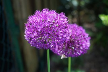 Allium aflatunense 'Purple Sensation' güzel çiçek toplarıyla etkileyen etkileyici bir süs soğanıdır. Berlin, Almanya. 